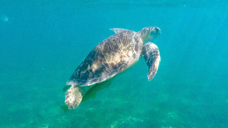 akumal-beach-zelvy-mexiko-zapakuj